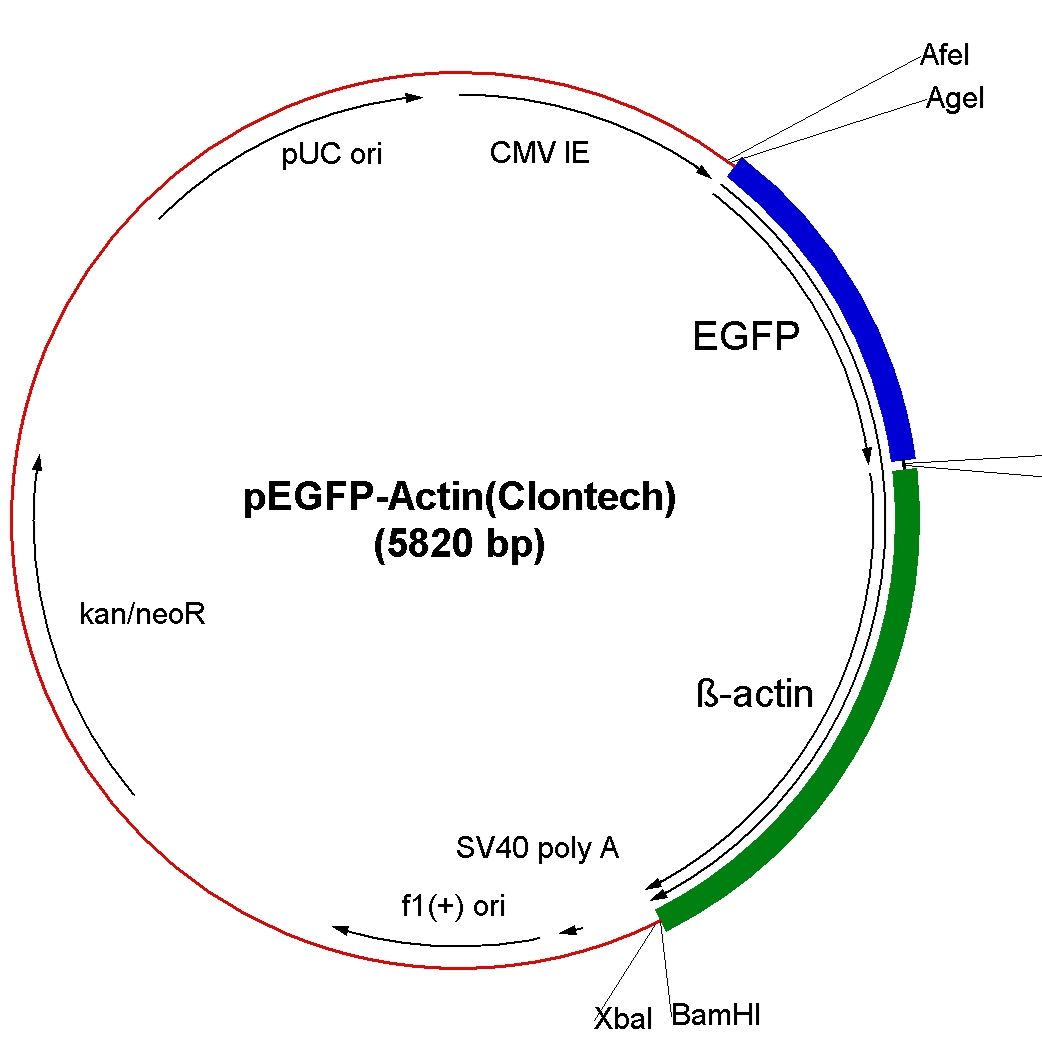 pEGFP-Actin荧光蛋白报告载体