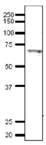 Tfa1 / TFIIEa (S. cerevisiae) antibody