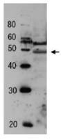 Tfg2 (S. cerevisiae) antibody