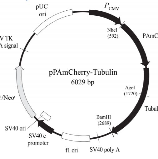 pPAmCherry-Tubulin荧光蛋白报告载体