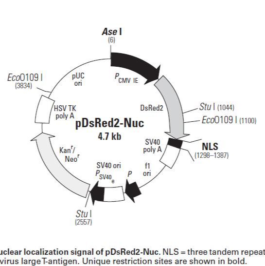 pDsRED2-Nuc荧光蛋白报告载体