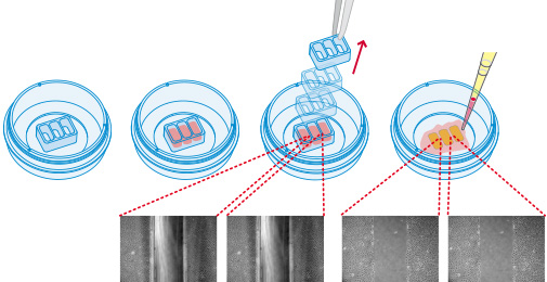 德国ibid划痕实验/伤口愈合3孔插件/培养皿-80366