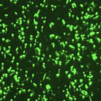 CHOK1 -FSHR-GFP，促卵泡激素受体CHOK1细胞株