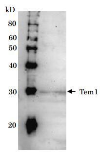 Tem1 (S. cerevisiae) antibody