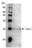Tem1 (S. cerevisiae) antibody