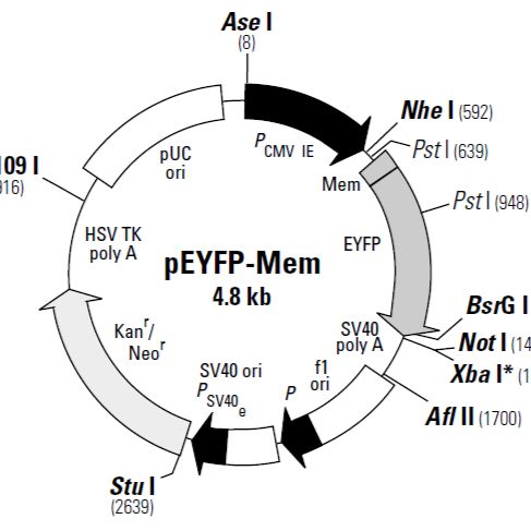pEYFP-Mem荧光蛋白报告载体