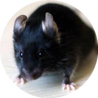 APP/PS1小鼠【买10赠2】