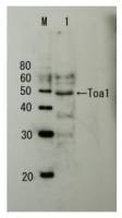 Toa1 (S. cerevisiae) antibody