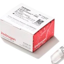 Invitrogen™ Lipofectamine™ 2000 转染试剂