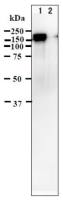 Varicella Zoster virus IE62 antibody [62B]