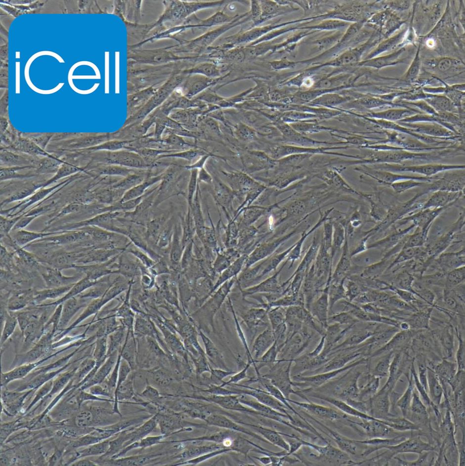 人胰腺癌细胞永生化 免疫荧光鉴定 赛百慷（iCell）