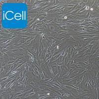 人胰腺癌细胞永生化/免疫荧光鉴定/镜像绮点（Cellverse）