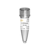 尿嘧啶DNA糖苷酶(UDG酶) Uracil DNA Glycosylase
