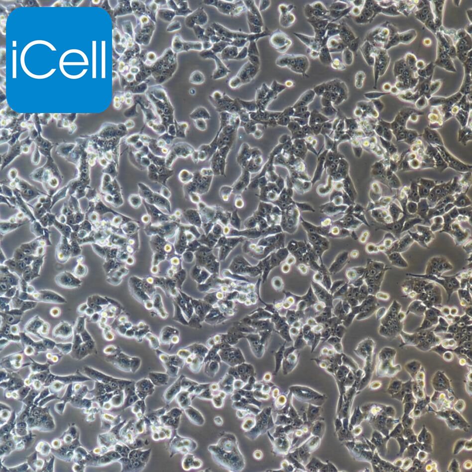 RM-1+LUC 小鼠前列腺癌细胞/STR鉴定/镜像绮点（Cellverse）