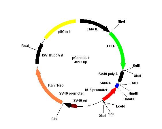 质粒提取的原理与常见问题