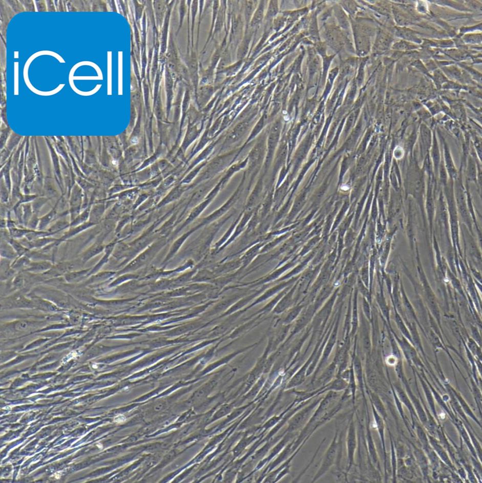 人胰腺癌相关成纤维细胞永生化/免疫荧光鉴定/镜像绮点（Cellverse）