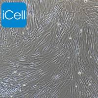 人胰腺癌相关成纤维细胞永生化/免疫荧光鉴定/镜像绮点（Cellverse）