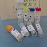 猪圆环2型Cap2真核表达蛋白 猪圆环2型Cap2重组蛋白 猪圆环2型Cap2抗原