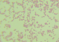 牙龈卟啉单胞菌