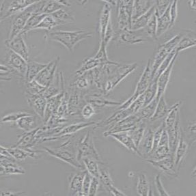 H9c2(2-1)大鼠心肌细胞(带STR鉴定)