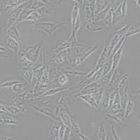 H9c2(2-1)大鼠心肌细胞(带STR鉴定)