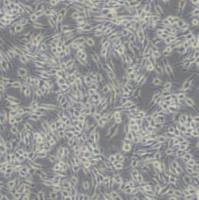 RBL2H3大鼠嗜碱性细胞白血病细胞(带STR鉴定)