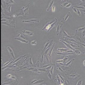L6大鼠成肌细胞(带STR鉴定)