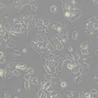 RH35大鼠肝癌细胞(带STR鉴定)