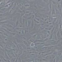 BRL3A大鼠肝细胞(带STR鉴定)