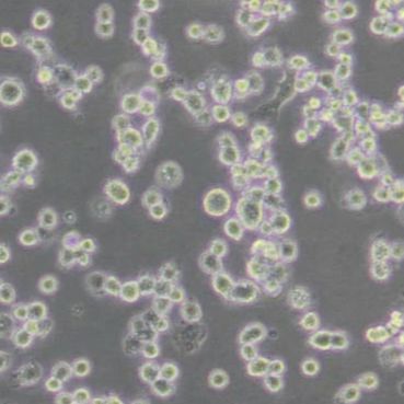 NR8383大鼠肺泡巨噬细胞(带STR鉴定)
