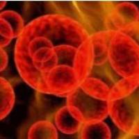 铜绿假单胞菌（绿脓杆菌）