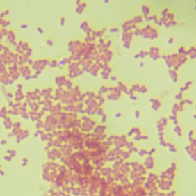 荧光假单胞菌