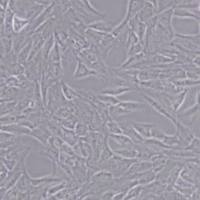 NRK大鼠肾细胞(带STR鉴定)