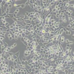 RSC96大鼠雪旺细胞(带STR鉴定)