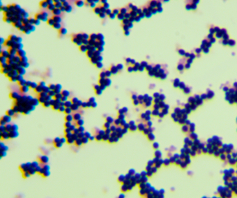 巴西固氮螺菌