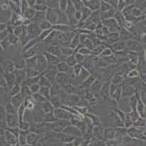 BRL大鼠肝细胞(带STR鉴定)