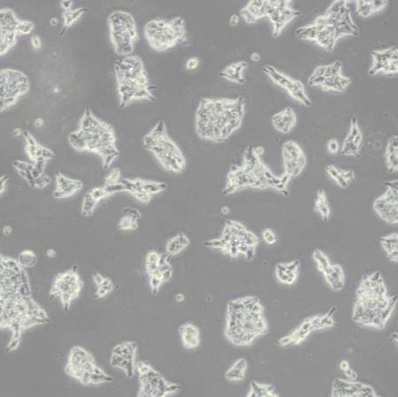 AR42J大鼠胰腺外分泌细胞(带STR鉴定)