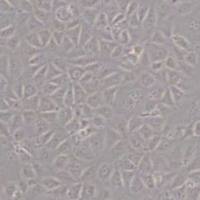 WBF344大鼠肝上皮样干细胞(带STR鉴定)