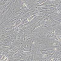 A7r5大鼠胸大动脉平滑肌细胞(带STR鉴定)