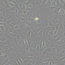 NRK52E大鼠肾细胞(带STR鉴定)