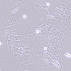 UMR106大鼠骨肉瘤细胞(带STR鉴定)