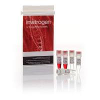 Thermo Scientific 酶和抑制剂-限制性内切酶-2