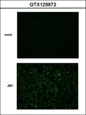 Japanese encephalitis virus NS2B antibody
