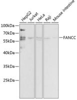 FANCC antibody