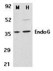 EndoG antibody