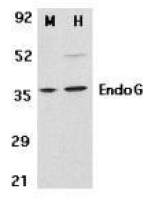 EndoG antibody