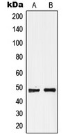 GPR19 antibody