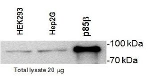PI3 kinase p85 beta antibody [T15]