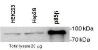 PI3 kinase p85 beta antibody [T15]