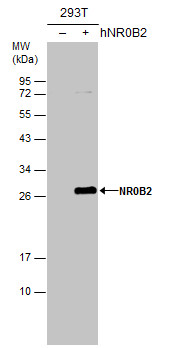 NR0B2 antibody [N2C3]